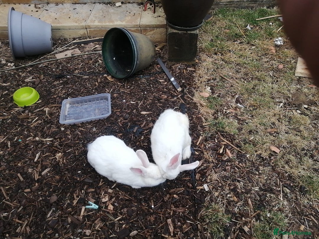 New Zealand rabbits for sale:  New Zealand white rabbits  - Image 1