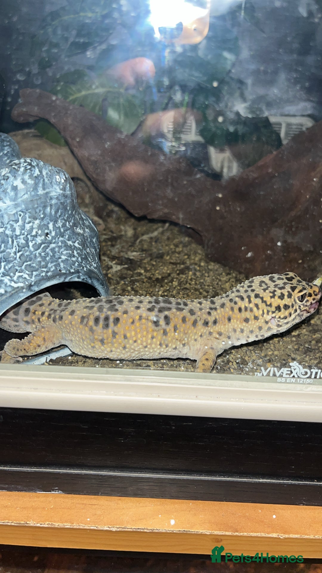 Gecko reptiles for sale: One female and one male leopard gecko - Image 1
