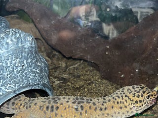 Gecko reptiles - Advert 11