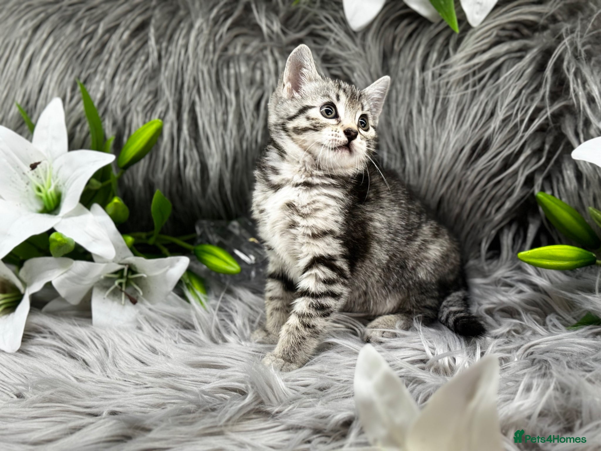 Egyptian Mau cats TICA REG Silver Egyptian Mau x SnowBengal LAST ONE - Advert 2