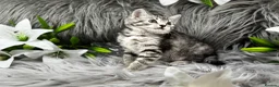 Egyptian Mau cats for sale: TICA REG Silver Egyptian Mau x SnowBengal LAST ONE - Advert 3