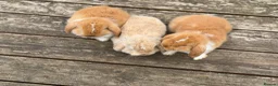 Mini Lop rabbits for sale: Three cute mini lops. - Advert 3