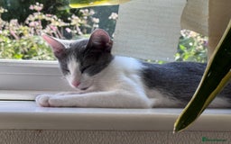 Oriental cats for sale: Ready now! Beautiful oriental mix kittens  - Image 25