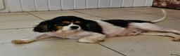 Cavalier King Charles Spaniel dogs for sale: Adorable Male Duo King Charles Cavalier  in Carmarthen - Advert 3
