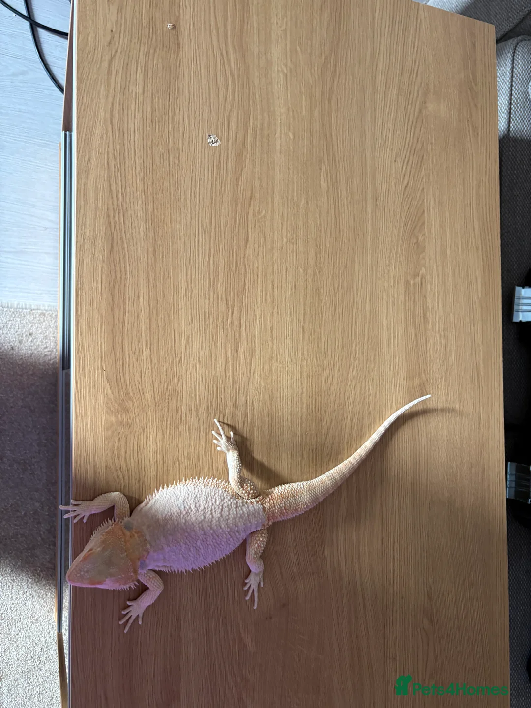 Budgerigars birds for sale: Starter kit vivarium in Normanton - Advert 2