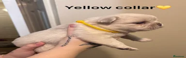 Yellow collar 
