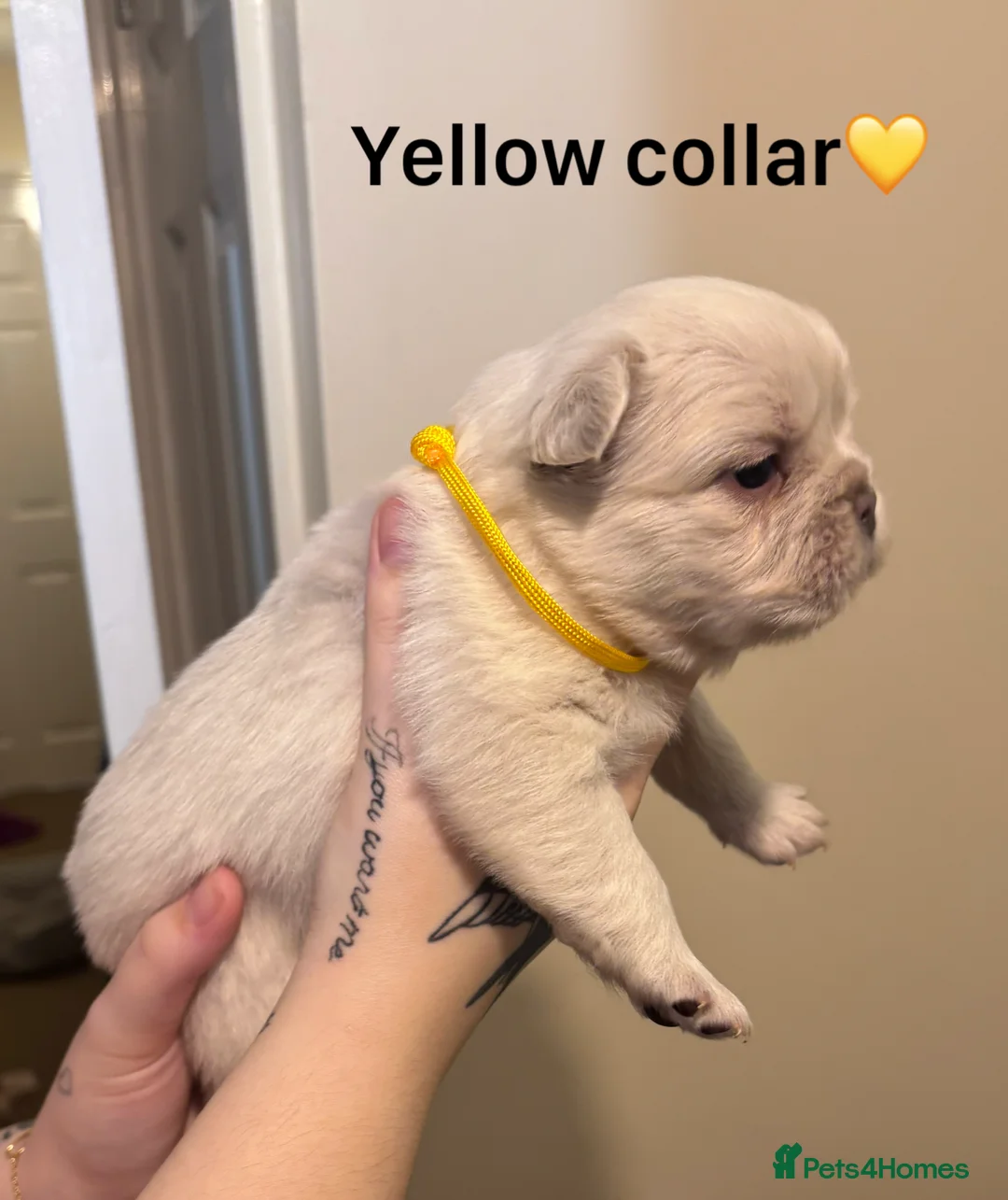 French Bulldog dogs for sale: Full Fluffy French Bulldog Puppies –KC Registered  - Advert 2