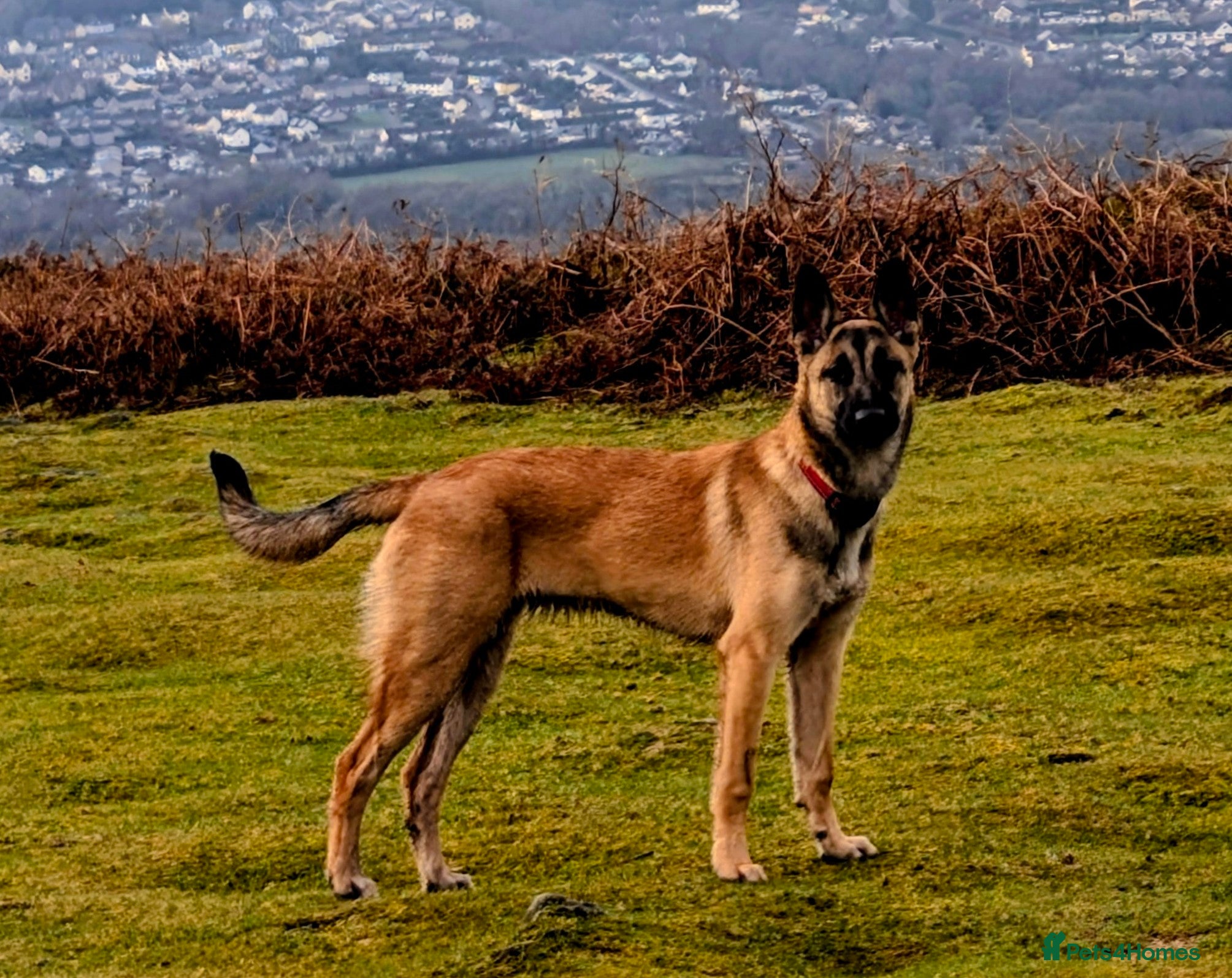 Belgian Shepherd Dog dogs Female Belgian malinois 8 months - Advert 4