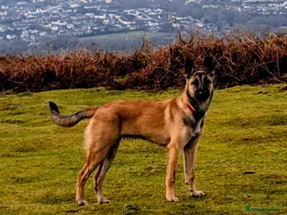Belgian Shepherd Dog dogs Female Belgian malinois 8 months - Advert 4
