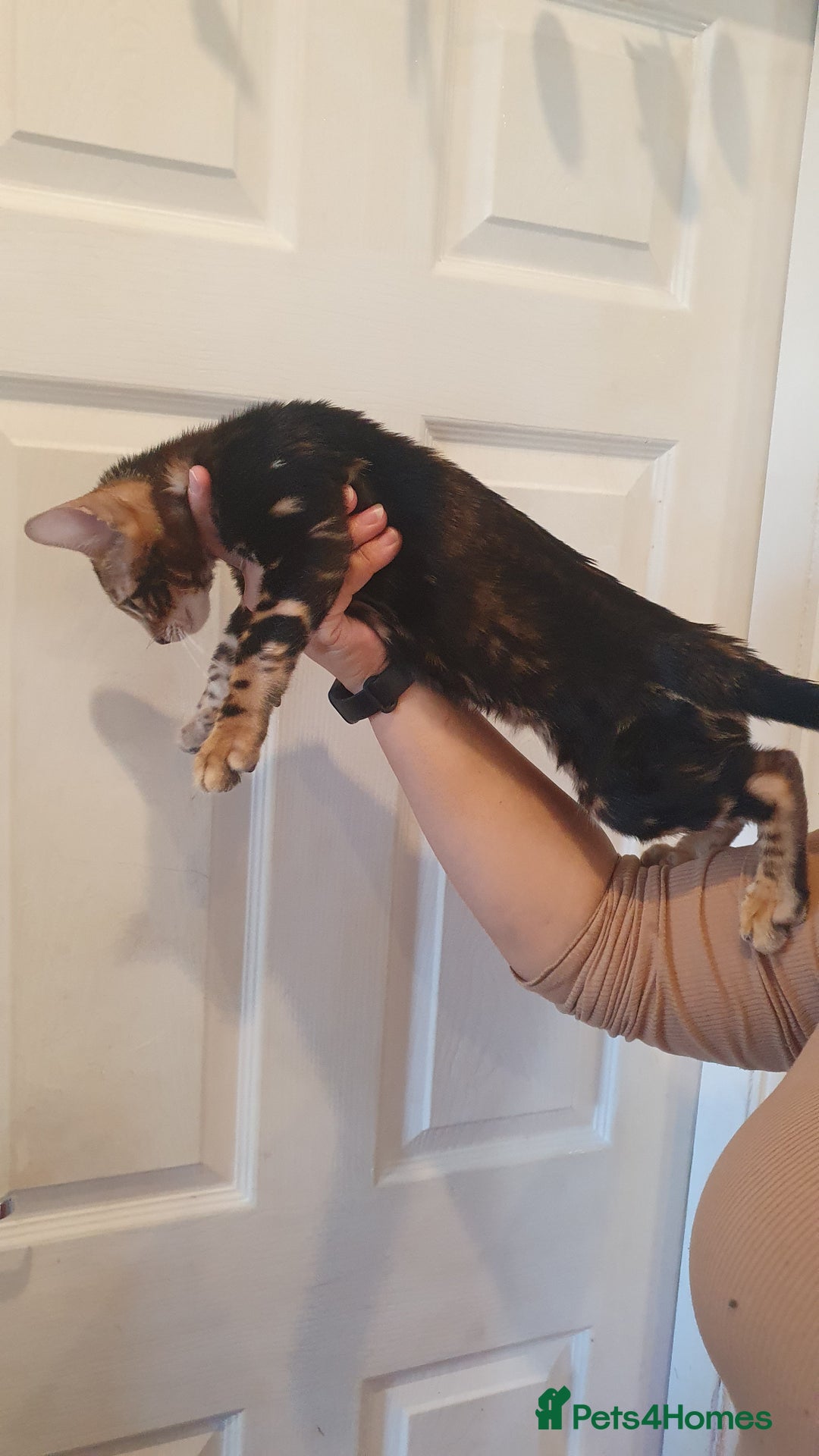 Bengal cats for sale: Pedigree Bengal Kittens - Advert 20