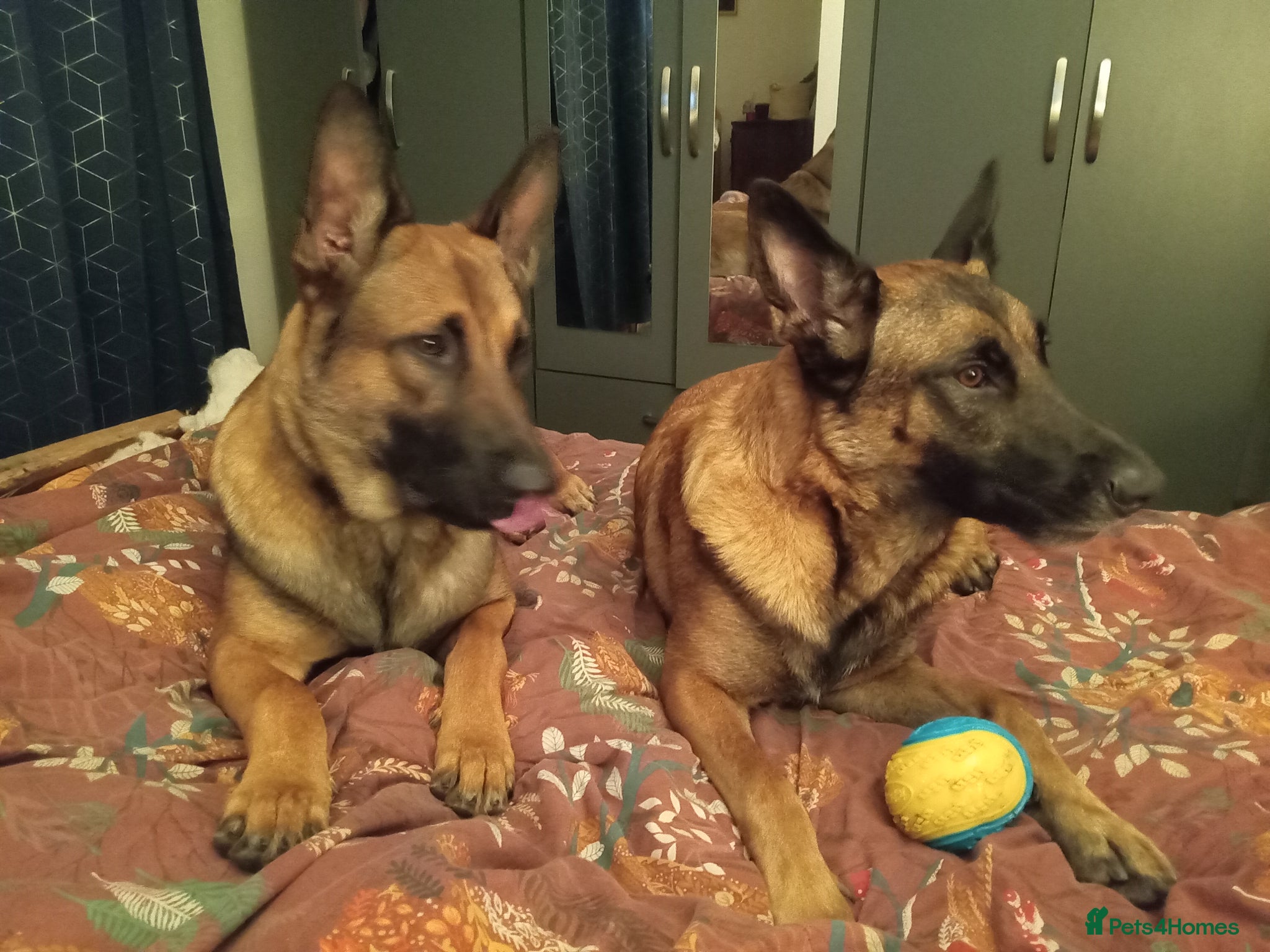 Belgian Shepherd Dog dogs for sale: Belgium malinois puppies 7 weeks old - Advert 13
