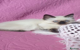 Ragdoll cats for sale: 💗Beautiful GCCF Registered Ragdoll Kittens. - Image 17
