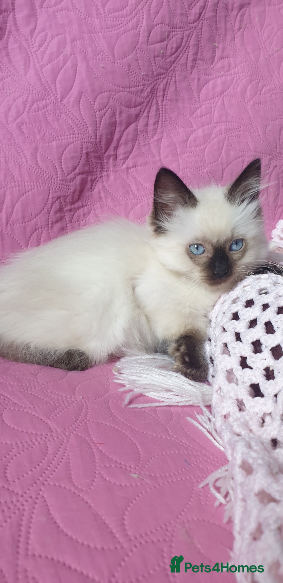 Ragdoll cats for sale: 💗Beautiful GCCF Registered Ragdoll Kittens. - Image 17