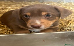 Jack Russell dogs for sale: Beautiful Jack Russell Puppies for sale  - Image 1