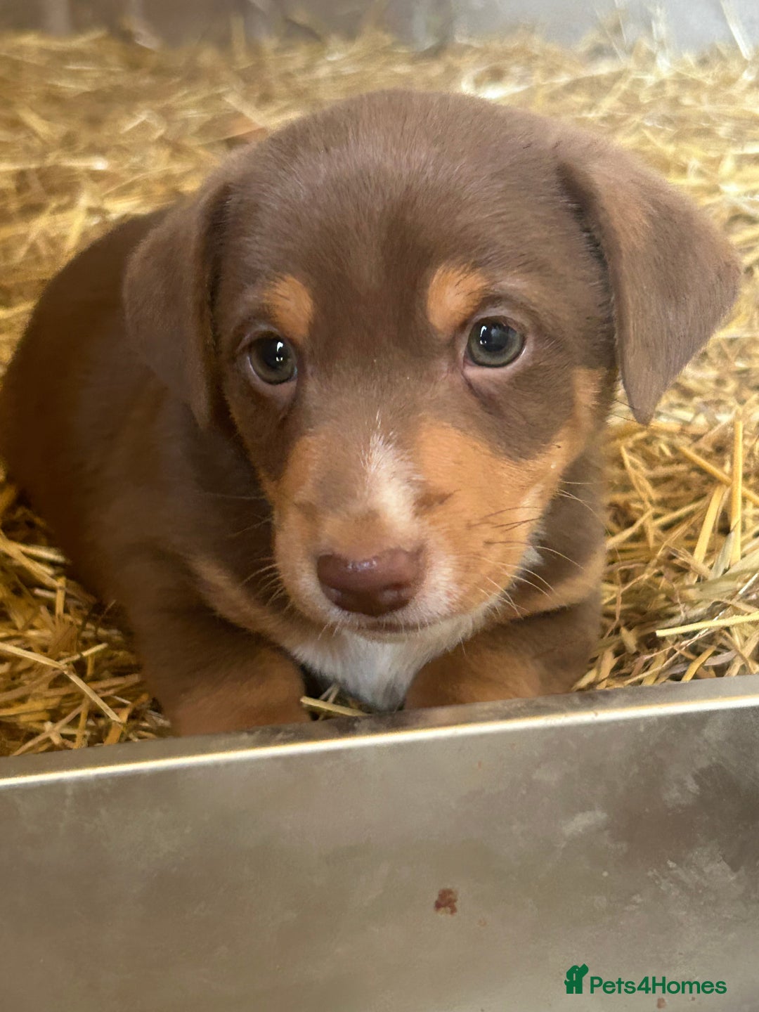 Jack Russell dogs for sale: Beautiful Jack Russell Puppies for sale  - Image 1