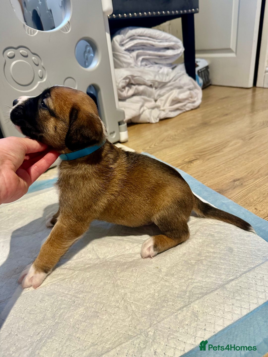 Mixed Breed dogs for sale: Lab- Cane Corso Puppies Looking for Loving Homes - Advert 32