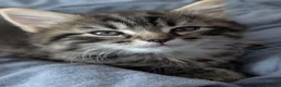 Mixed Breed cats for sale: Mixed breed kittens  in Southall - Advert 6