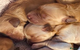 Golden Retriever dogs for sale: Deep Fox Red Golden Retriever Puppies  - Image 13