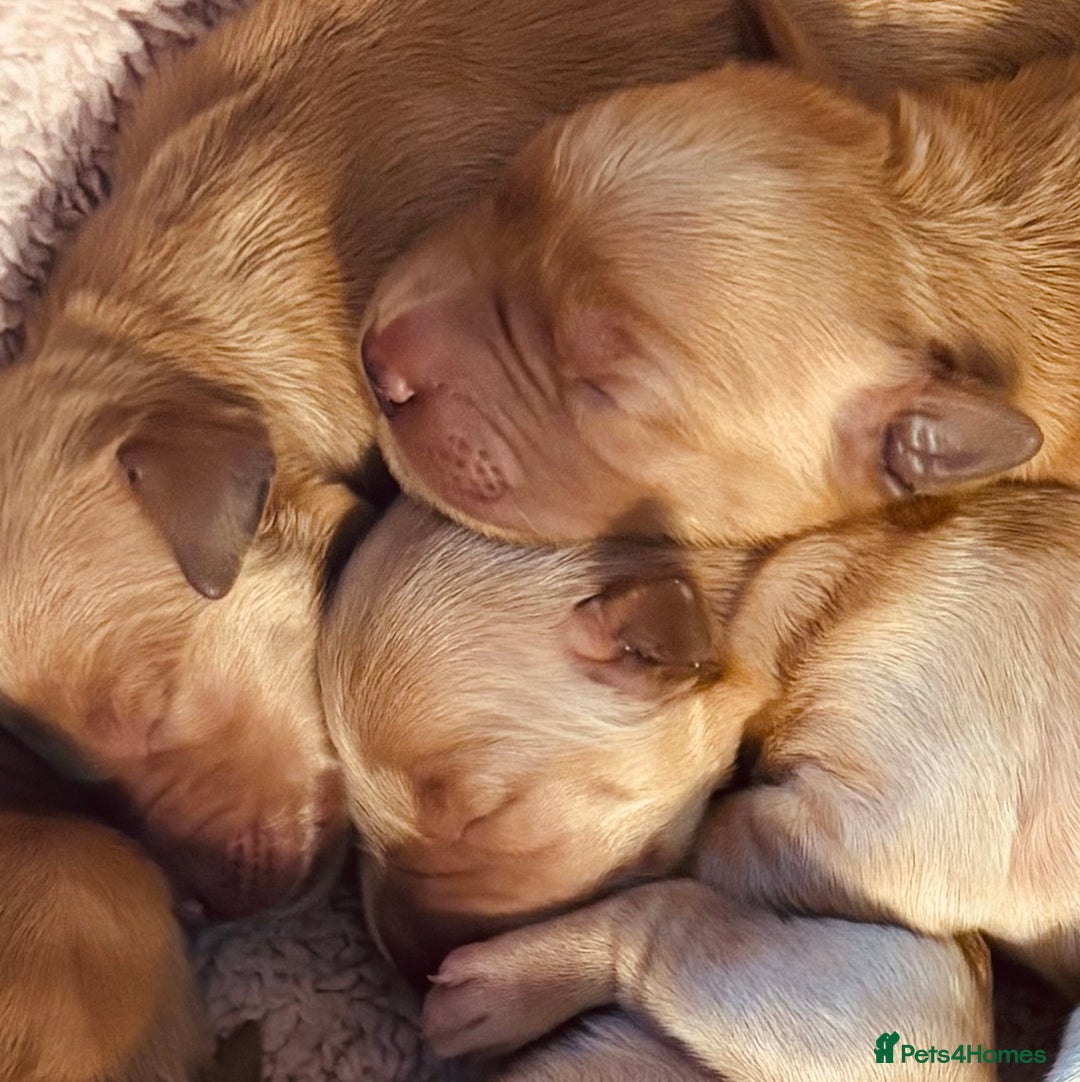 Golden Retriever dogs for sale: Deep Fox Red Golden Retriever Puppies  - Image 13