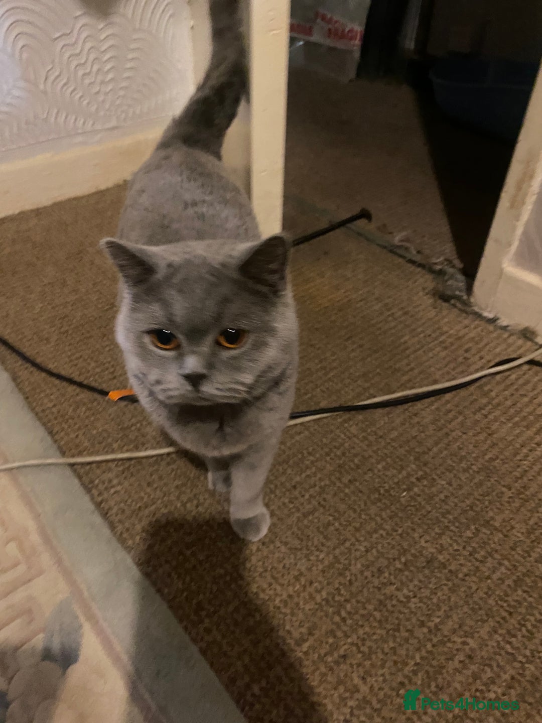 British Shorthair cats for sale: female - Advert 2