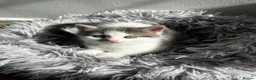 American Shorthair cats for sale: 3 Little Tabbies Looking for Their Forever Homes! - Advert 5