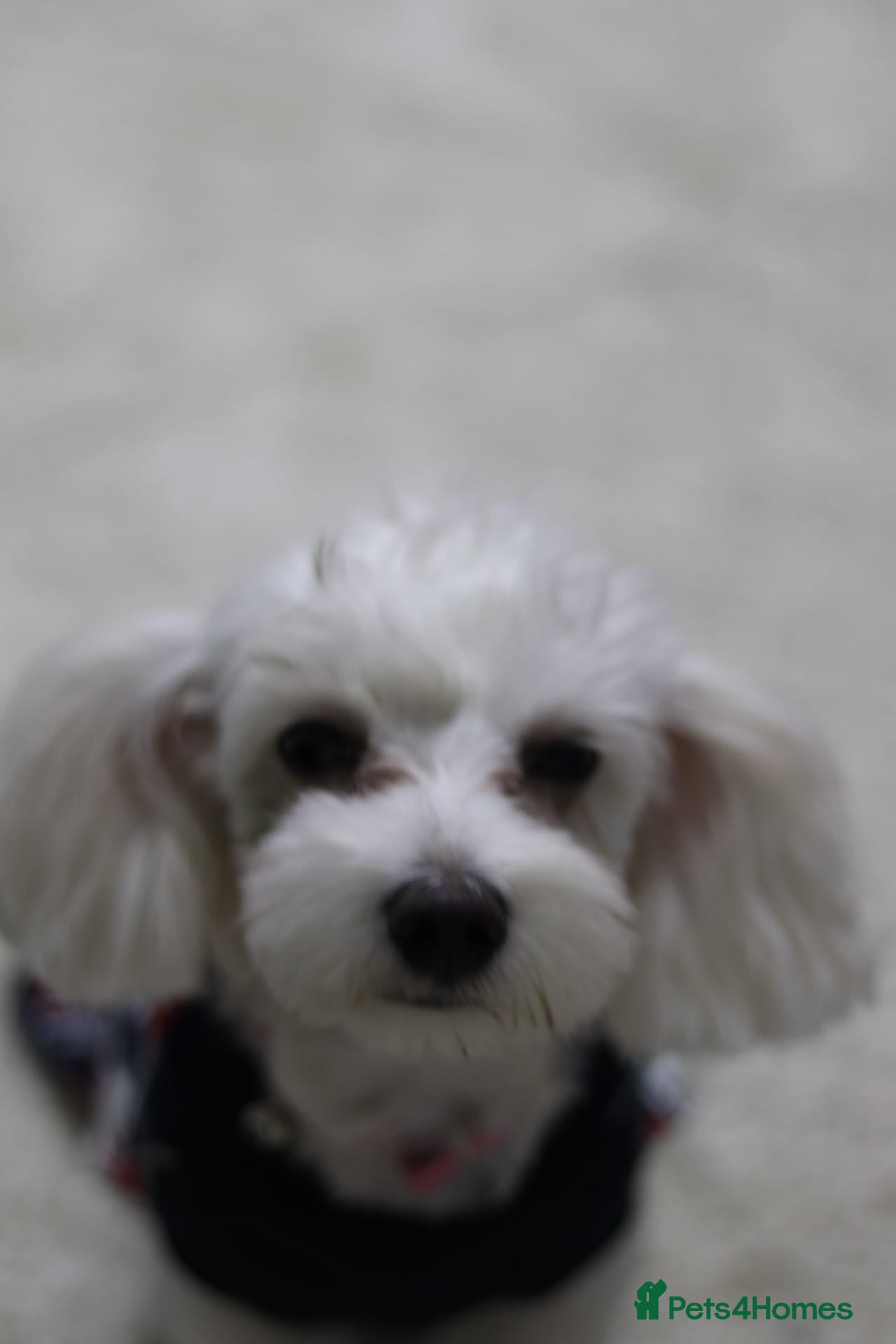 Mixed Breed dogs Bichon frise  - Advert 1
