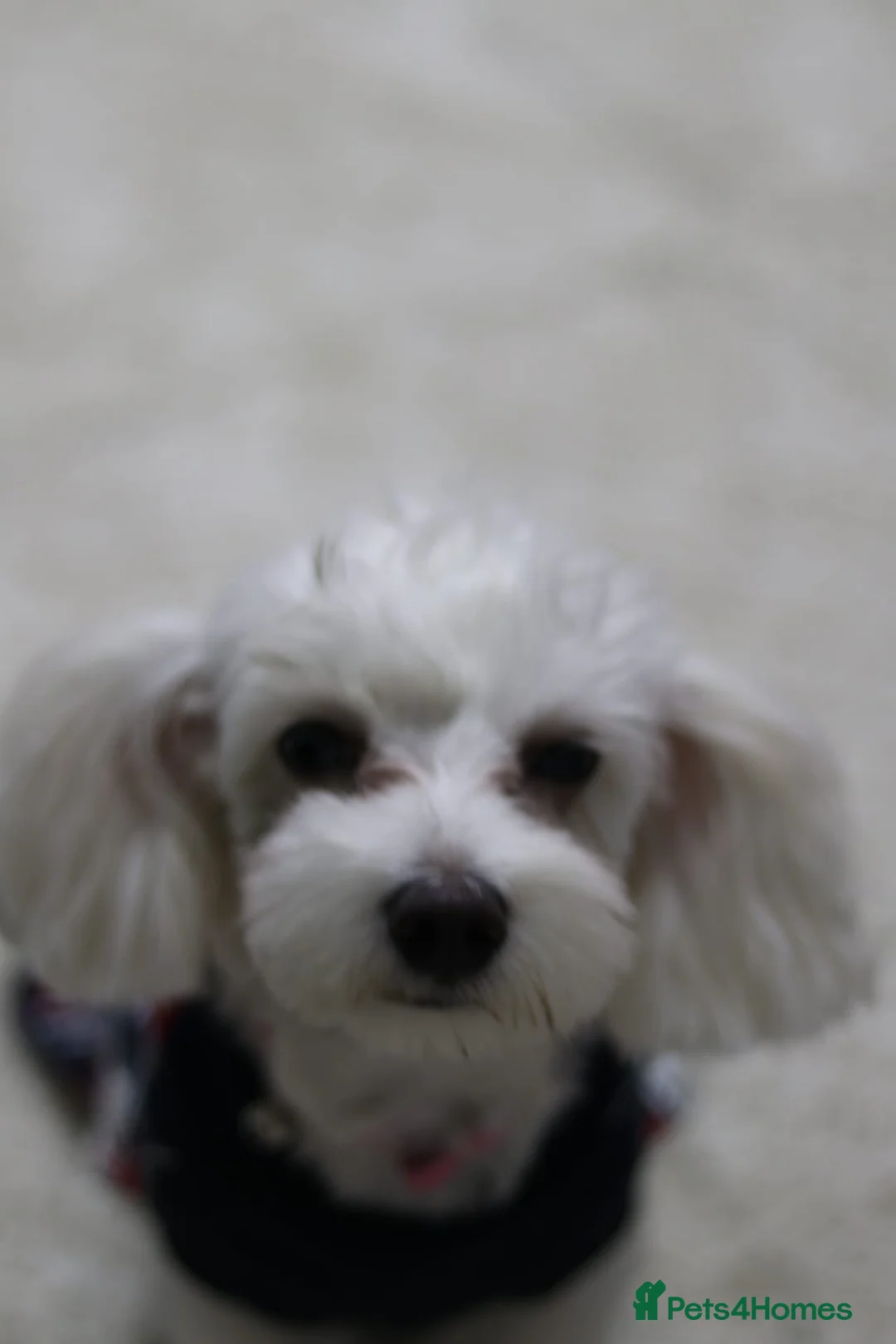 Mixed Breed dogs for sale: Bichon frise  in Bedford - Advert 1