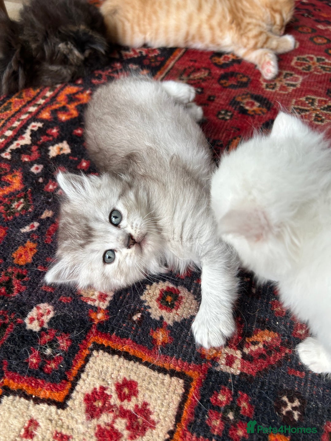 Scottish Fold cats for sale: ONE GORGEOUS SCOTTISH FOLD X CHINCHILLA PERSIAN - Image 10