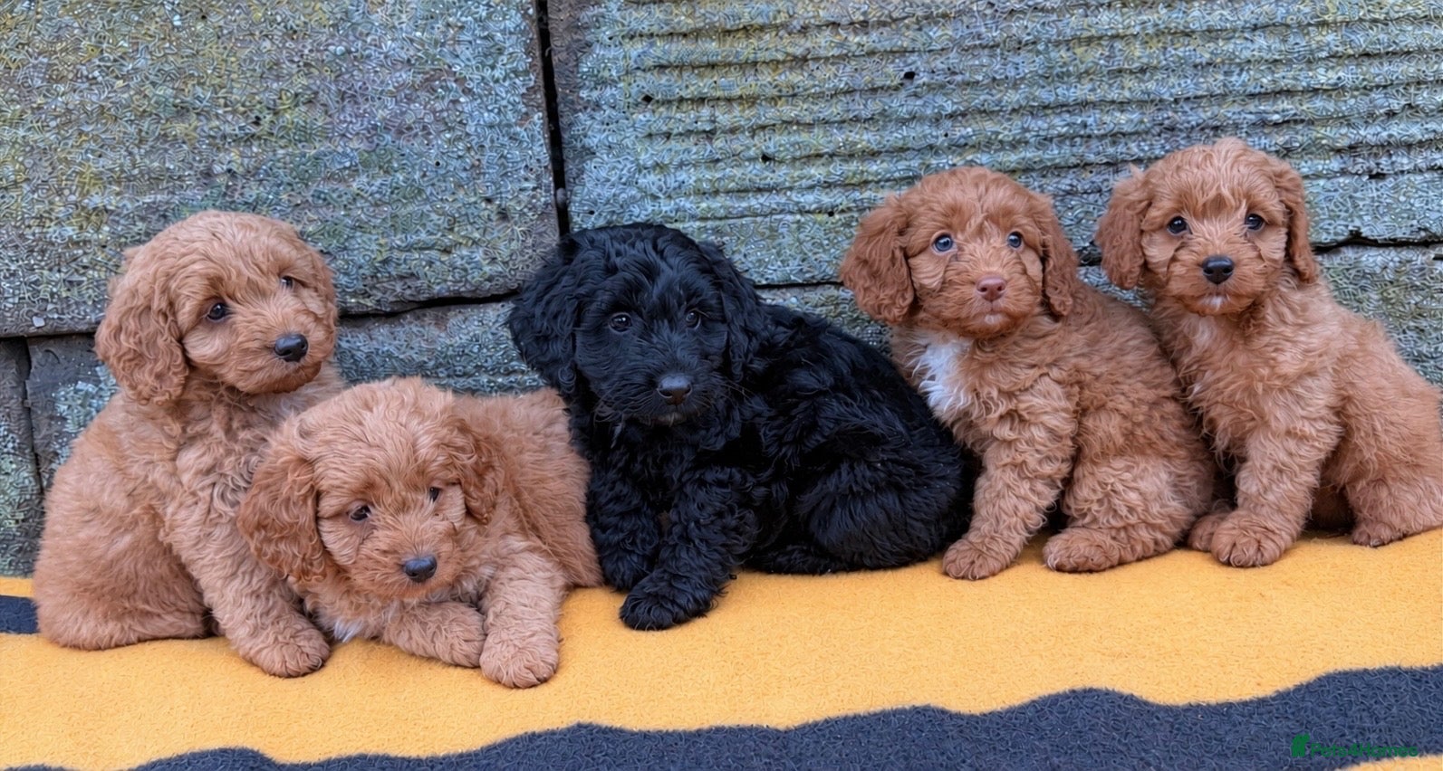 Cockapoo dogs for sale: 5 Gorgeous Toy Cockapoos - Advert 1