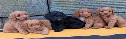 Cockapoo dogs for sale: 5 Gorgeous Toy Cockapoos - Advert 1
