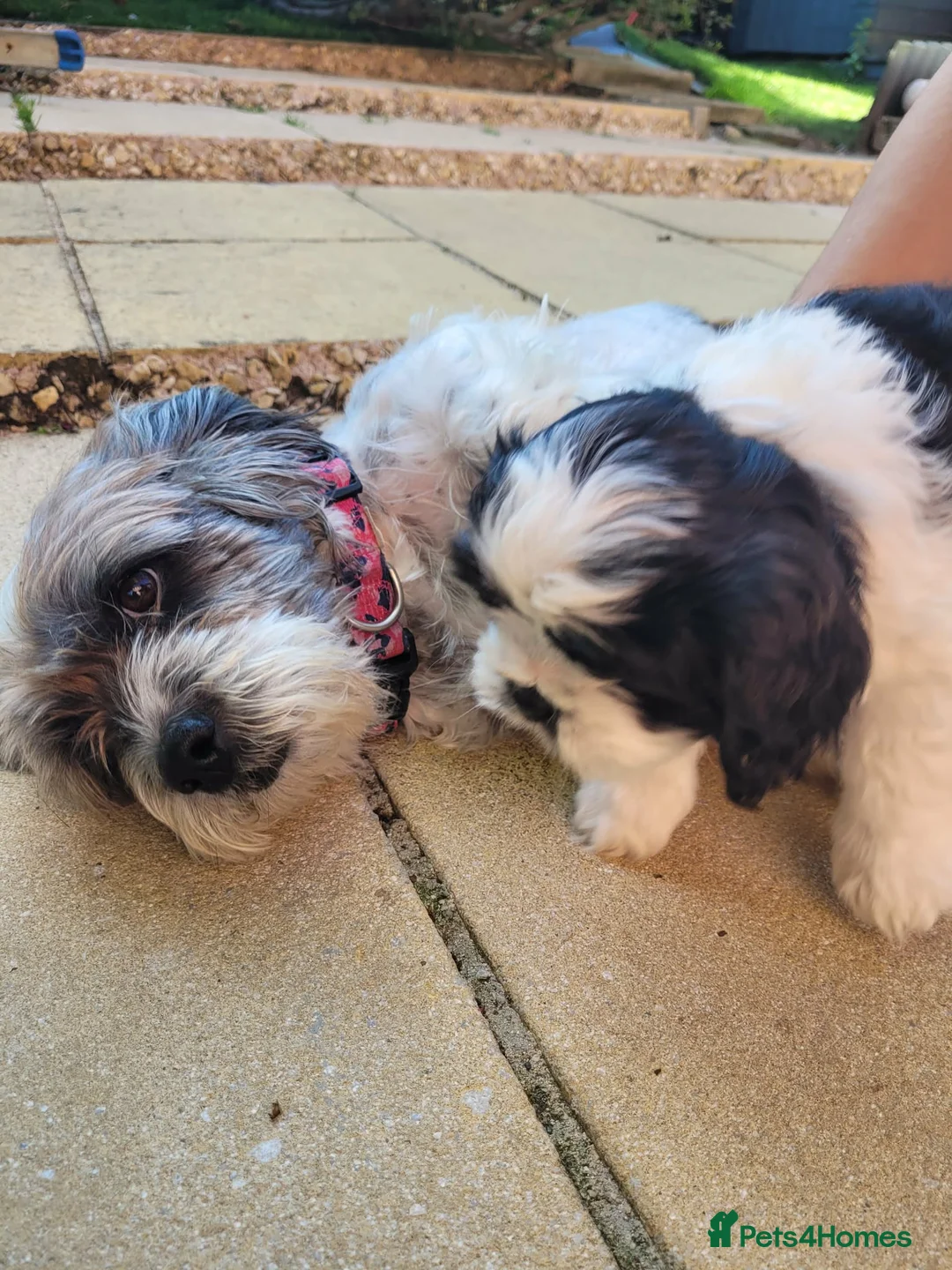 Mixed Breed dogs for sale: Boy puppy - Advert 2