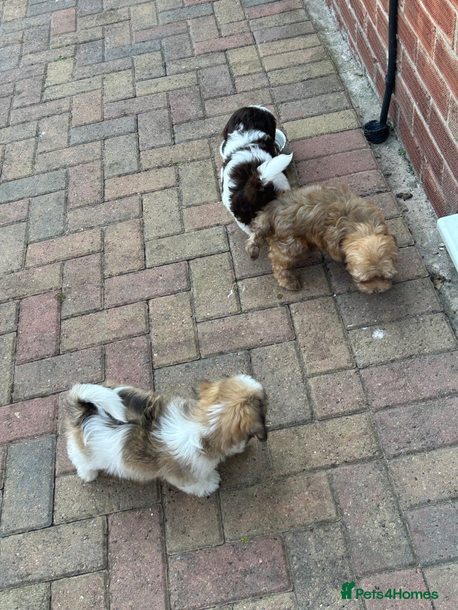 Havanese dogs 8 Exceptional colours KC reg Havanese puppies  - Advert 7