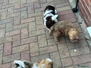 Havanese dogs 8 Exceptional colours KC reg Havanese puppies - Advert 7