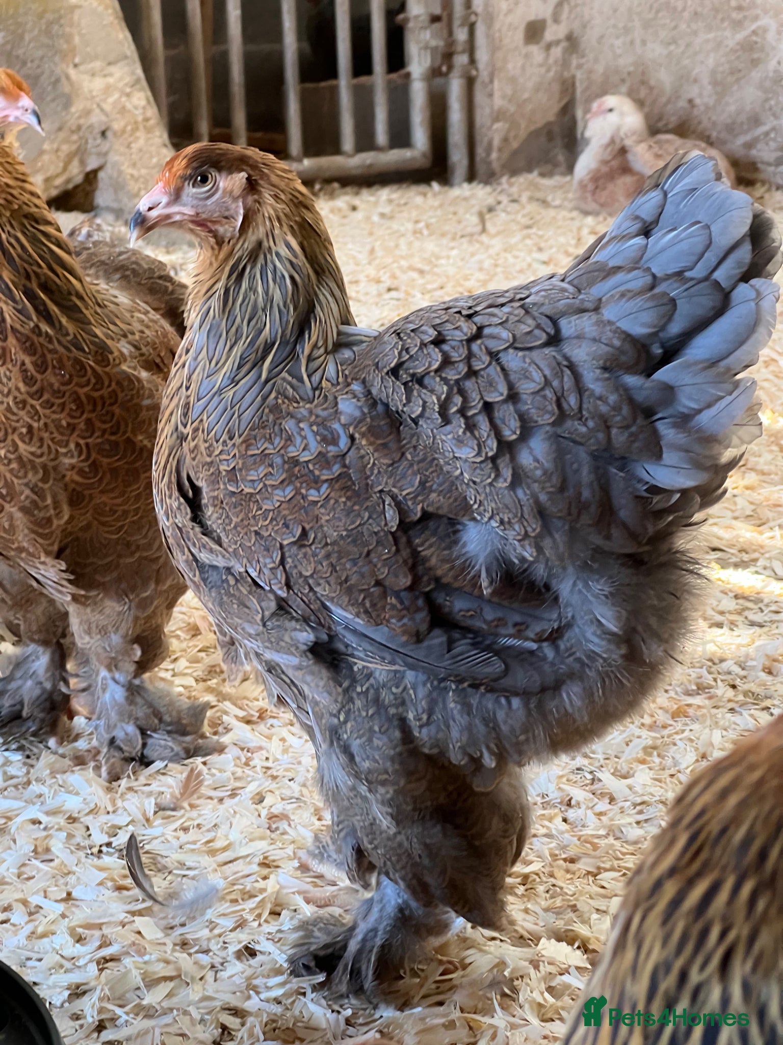 Chickens poultry Large Brahma - Advert 1