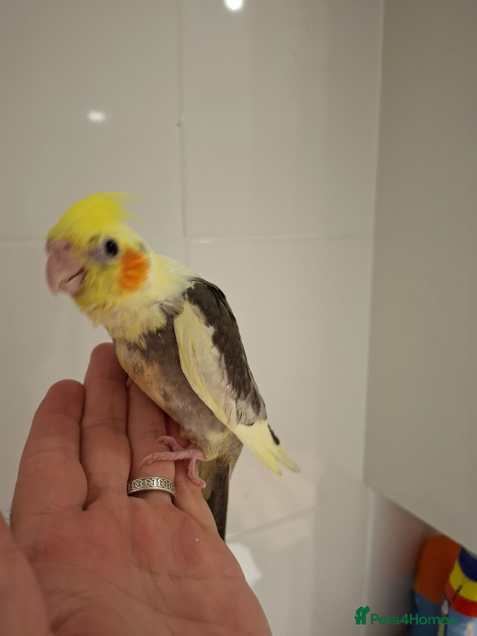 Cockatiels birds Hand Reared Cockatiels - Advert 2