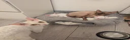 Cornish Rex cats for sale: 3 Kittens ready for loving homes - Advert 2
