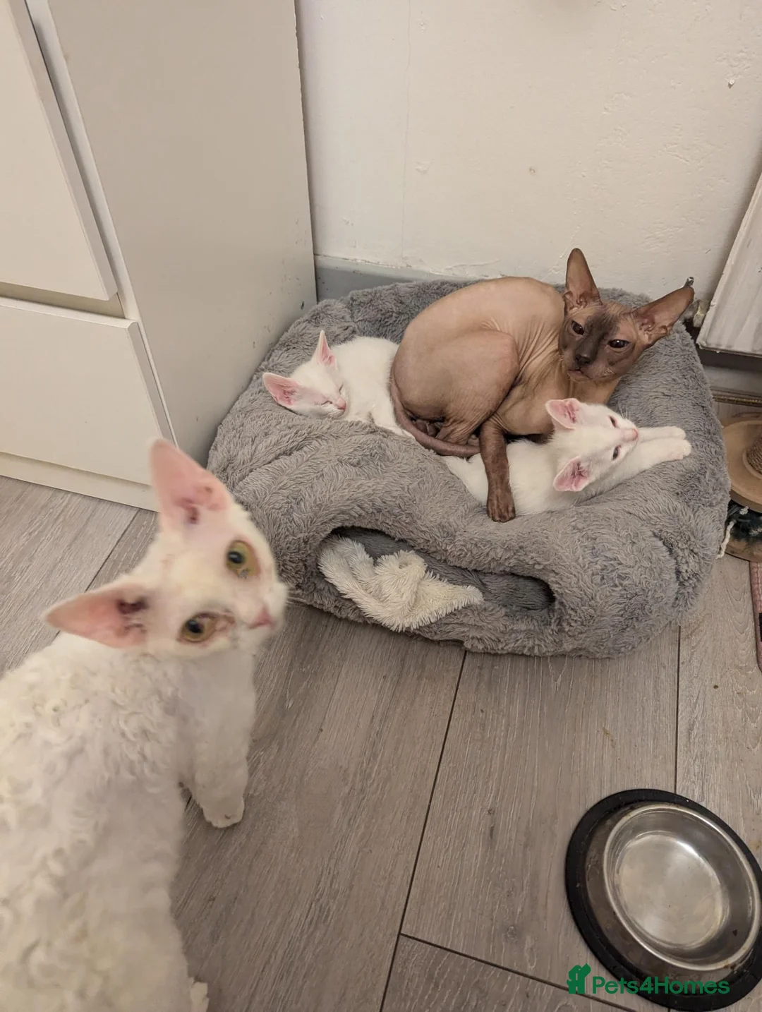 Cornish Rex cats for sale: 3 Kittens ready for loving homes - Advert 2