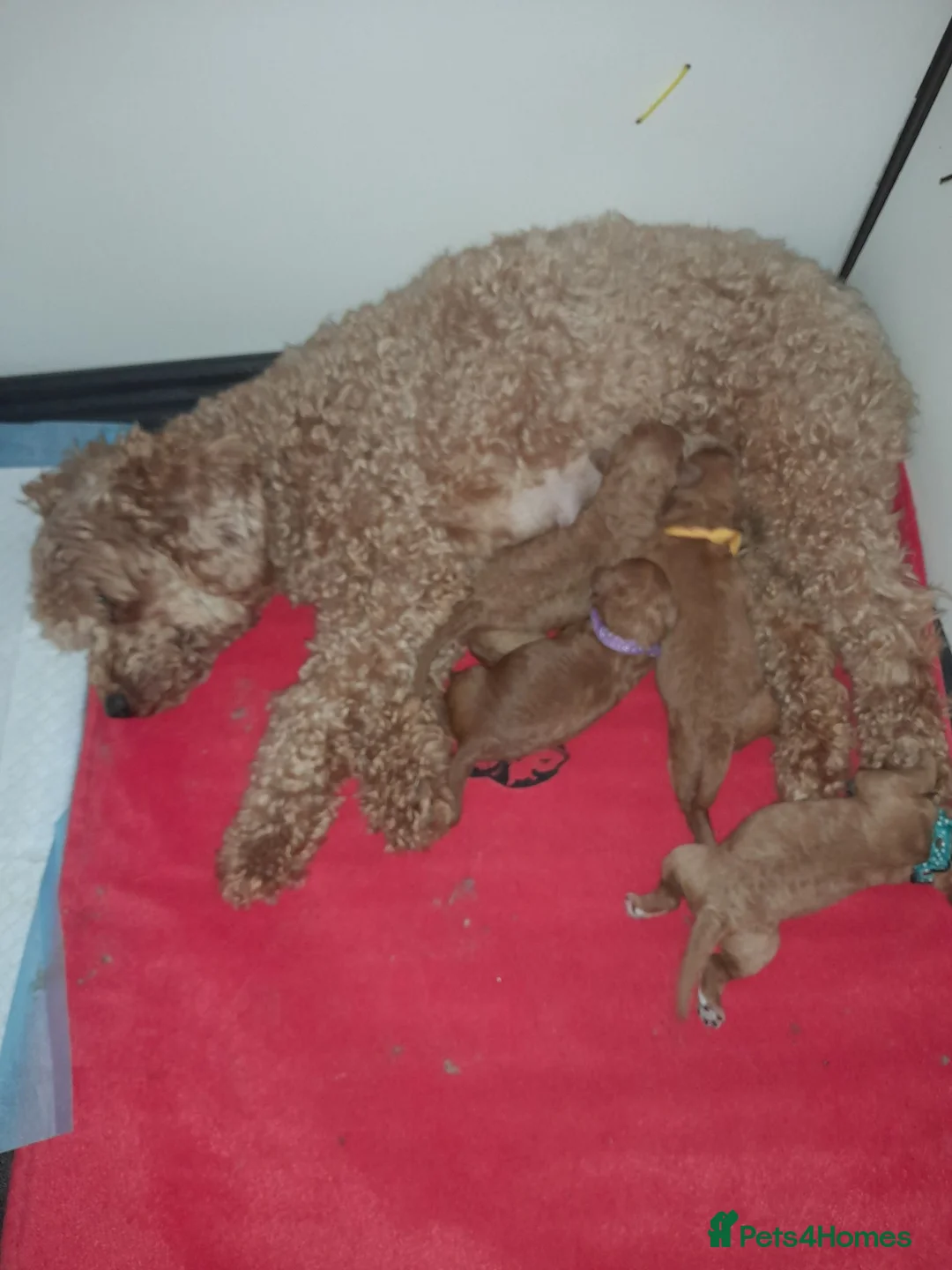 Miniature Poodle dogs for sale: Gorgeous red miniature poodle puppies ready now in Rochester - Advert 2