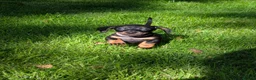 Miniature Dachshund dogs for sale: Beautiful miniature sausage pups - Advert 9
