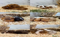 Guinea Pig rodents for sale: Multiple Baby Guinea Pigs for sale - Image 13