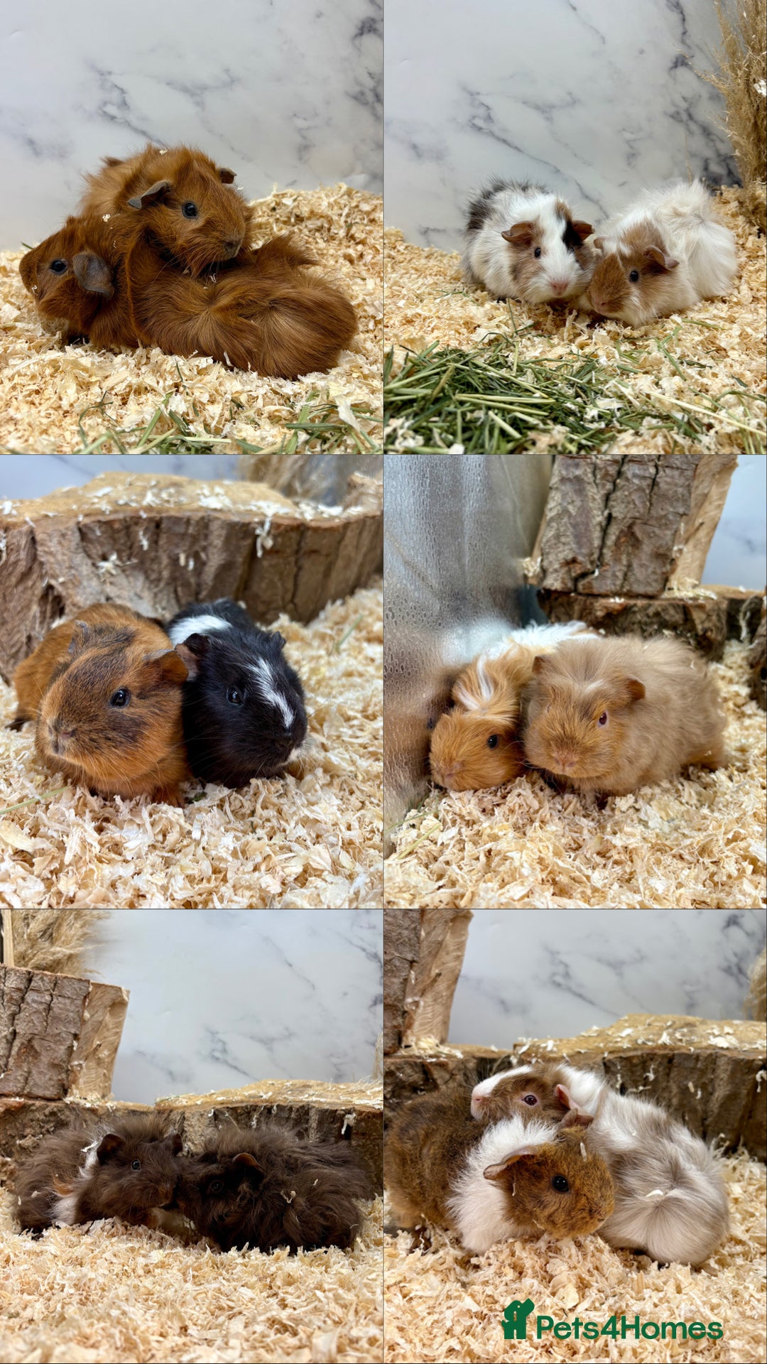 Guinea Pig rodents for sale: Multiple Baby Guinea Pigs for sale - Image 13