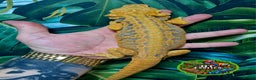 Bearded Dragon reptiles for sale: Bearded dragon Holdback release at HT exotics! - Advert 9