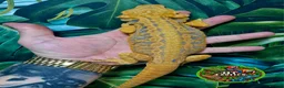 Bearded Dragon reptiles for sale: Bearded dragon Holdback release at HT exotics! - Advert 6