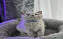 British Shorthair cats for sale: Ready now - 1 girl + 1 boy BSH Kittens - Image 4
