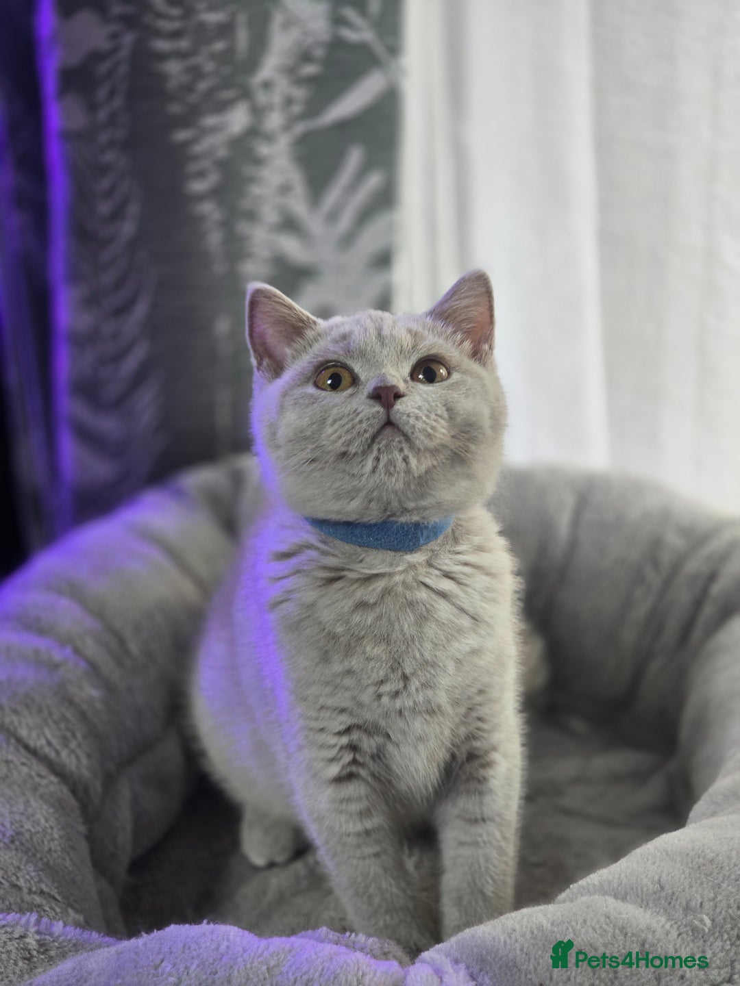 British Shorthair cats for sale: Ready now - 1 girl + 1 boy BSH Kittens - Image 4