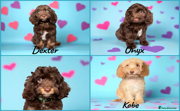 Cockapoo dogs - Advert 2