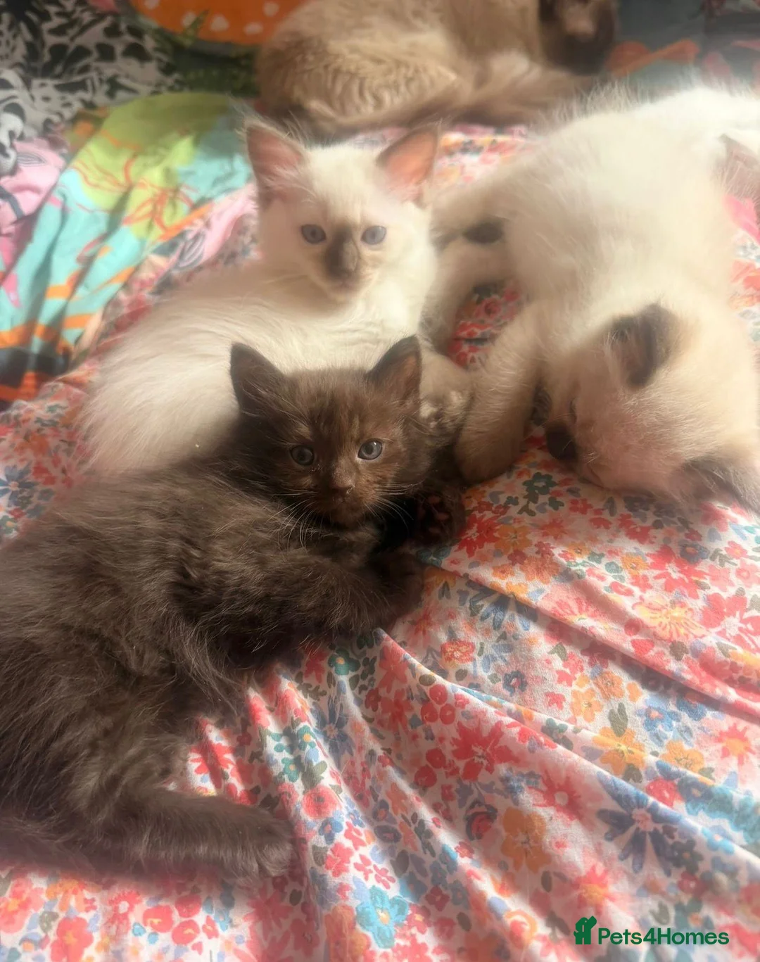 Ragdoll cats for sale: Cute Male Ragdoll Kitten in Warwick - Advert 2