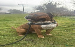 Mixed Breed dogs for sale: Duke  - Image 1