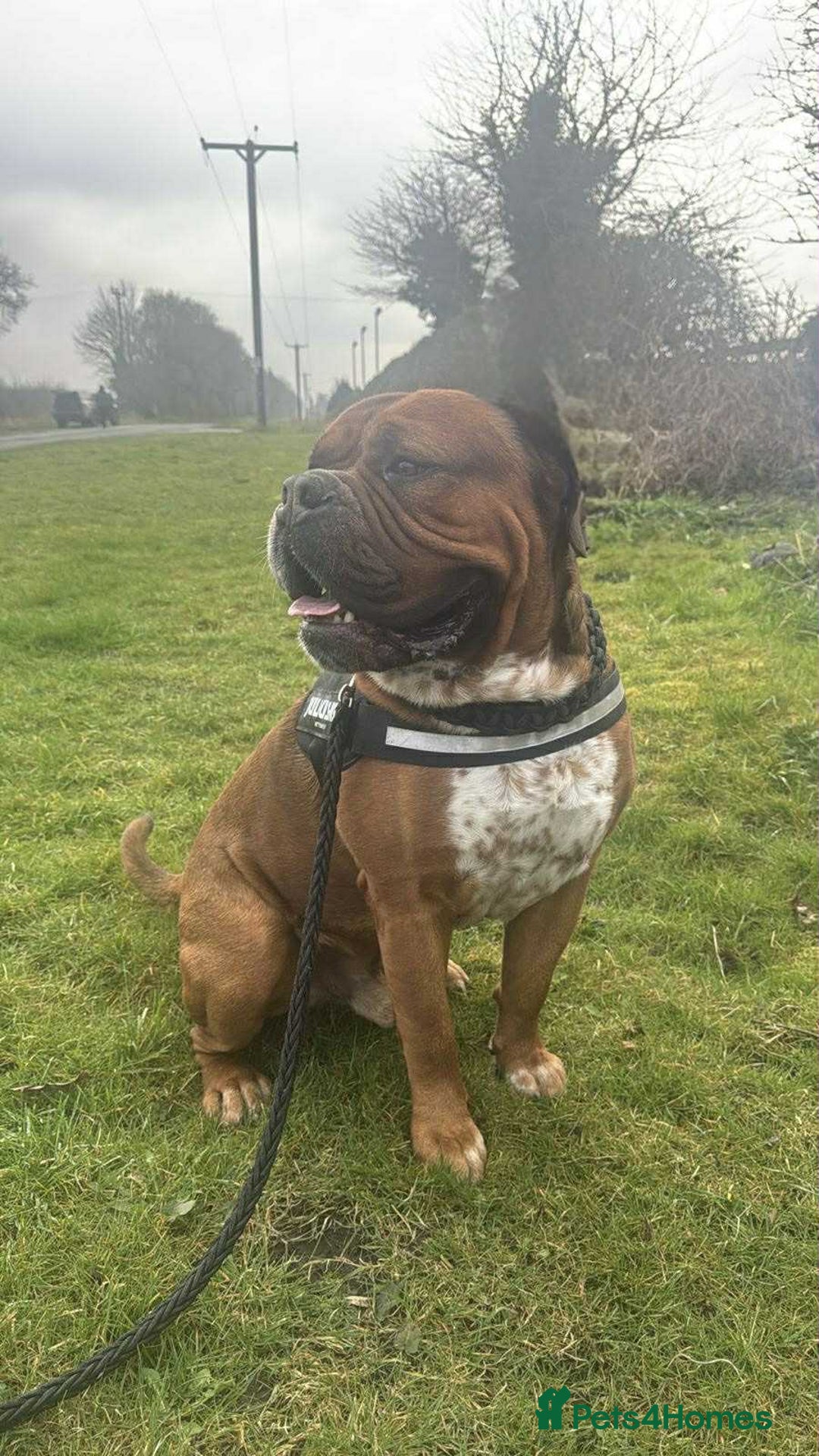 Mixed Breed dogs for sale: Duke  - Image 1