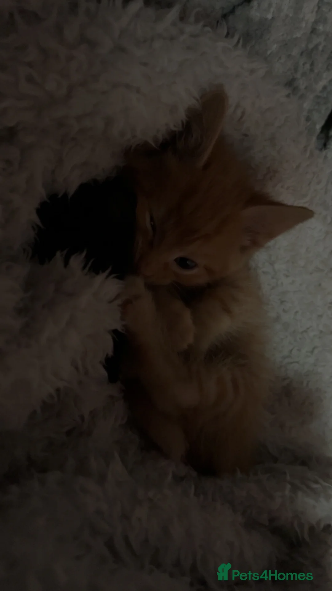 Mixed Breed cats for sale: Beautiful fluffy cuddly kittens for sale!!!  - Advert 23